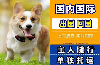 日照市宠物托运公司日照市宠物托运公司日照市宠物托运公司