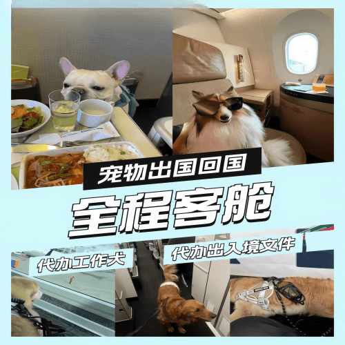 日照市宠物托运到白俄罗斯宠物入境规定和要求